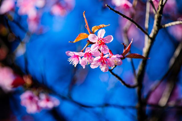 昆明冬樱花粉艳花簇缀满枝头
