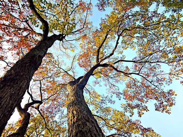 南京莫愁湖“网红”乌桕，层层叠叠的斑斓把秋意拉满