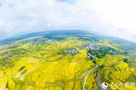 航拍贵阳高坡梯田：稻谷飘香 风景如画图片