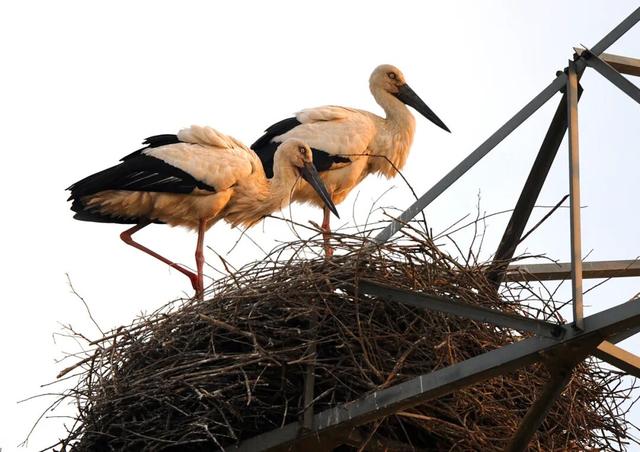 免费观鸟！12月，鄱阳湖国家湿地公园邀你见证百万候鸟越冬奇观
