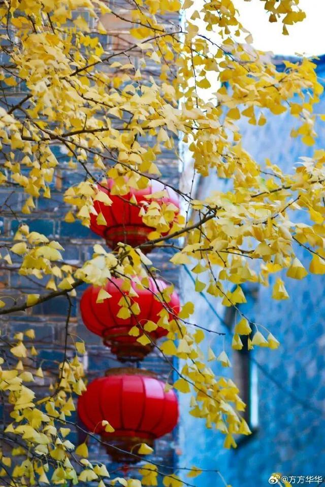 秦淮的银杏，悄悄黄了