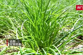 甘肃民勤：“小沙葱”种出致富大产业图片