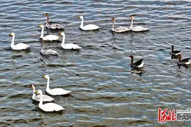 候鸟蹁跹至 通航飞机来 “两对翅膀”为这里的好环境投票图片