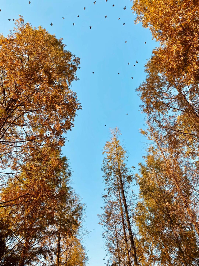 文旅湘江丨绝对不可以，错过长沙版的「秋日芦苇海」