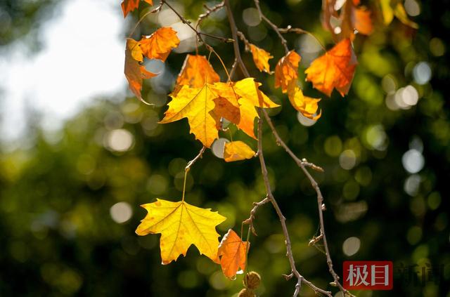 暖阳催彩叶，世界东湖初冬盛景已上线