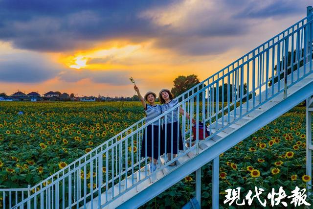 超级出片！泰州250亩油葵花海进入盛花期，对市民免费开放