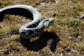 蛇年说蛇——蛇都有哪些“超能力”？图片