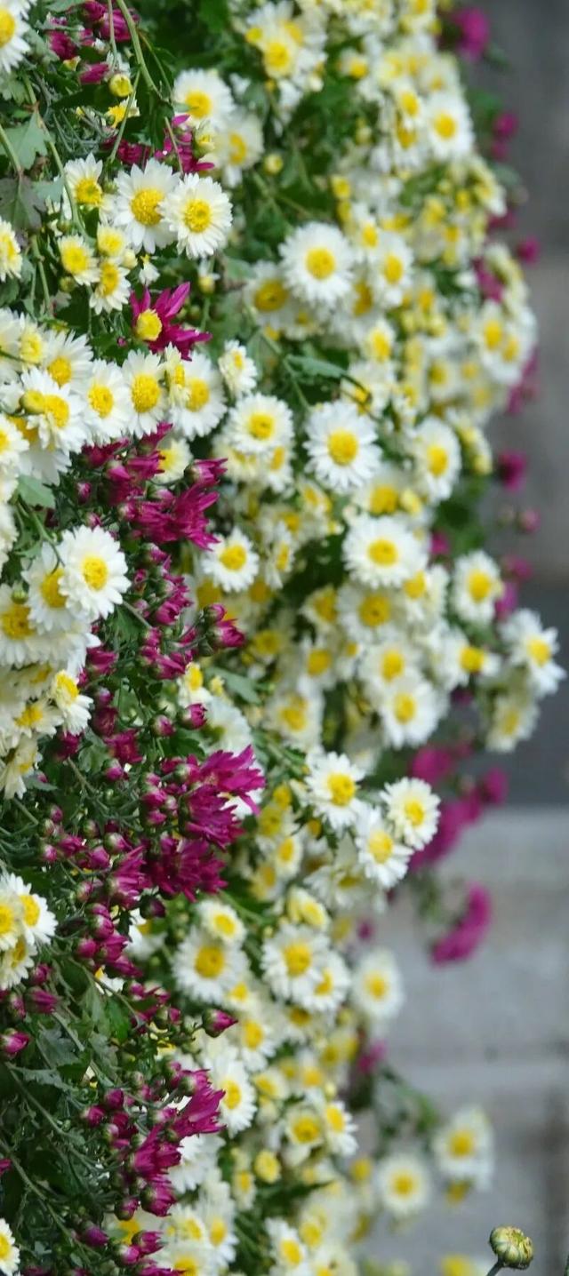 青睐绵阳 ‖ 一城秋色，菊香满园，游仙区富乐山十万香阵花正浓！