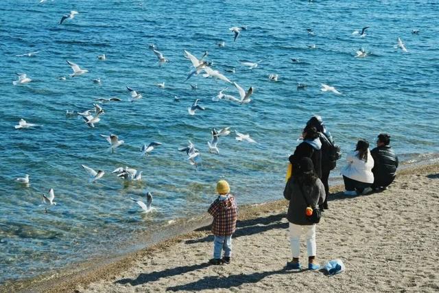 治愈天花板！快来“鸥”遇冬日山东