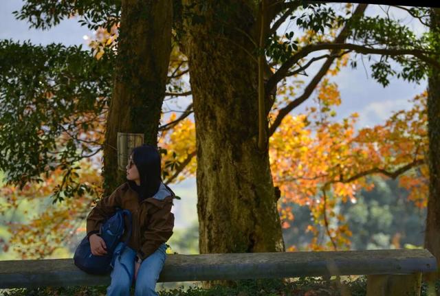 Hi走奉化② | 这条小众赏秋路线，藏有古树群“天花板”！