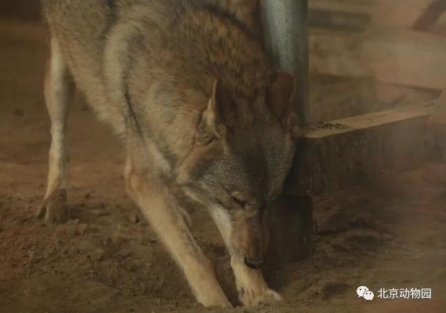 “疯狂动物城”原型，在北京找到了！