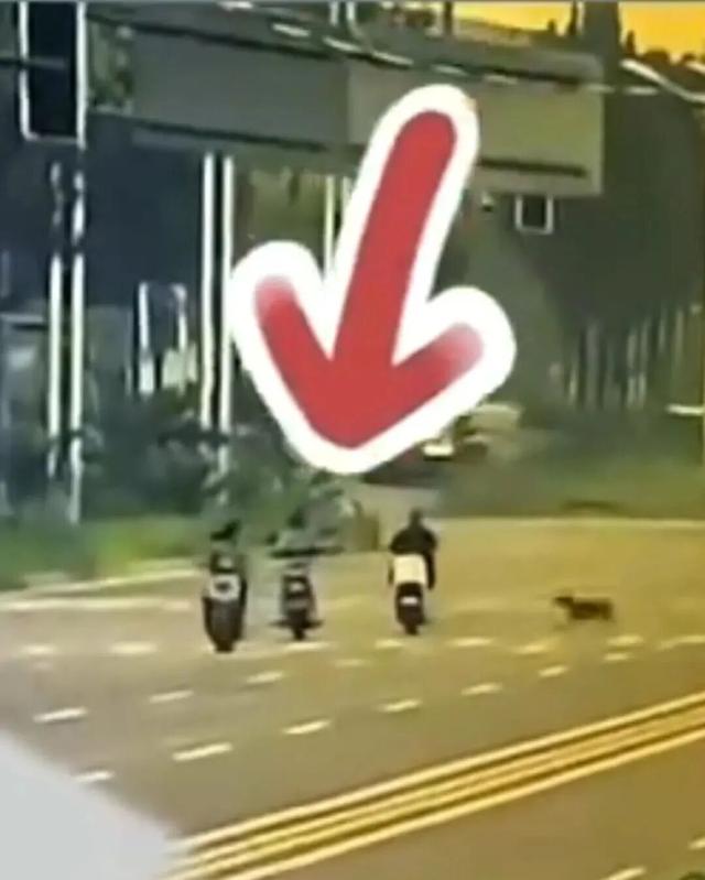 河北女子骑电动车被未拴绳大狗撞倒身亡	，5个月后其丈夫因劳累过度突发脑溢血进ICU，家属：家中还有3个孩子和老人