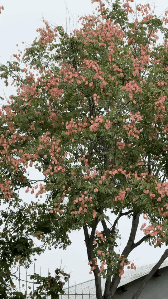 西安因你而美 | 栾树，一场盛大的秋