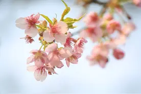 江苏无锡：鼋头渚早樱绽放图片