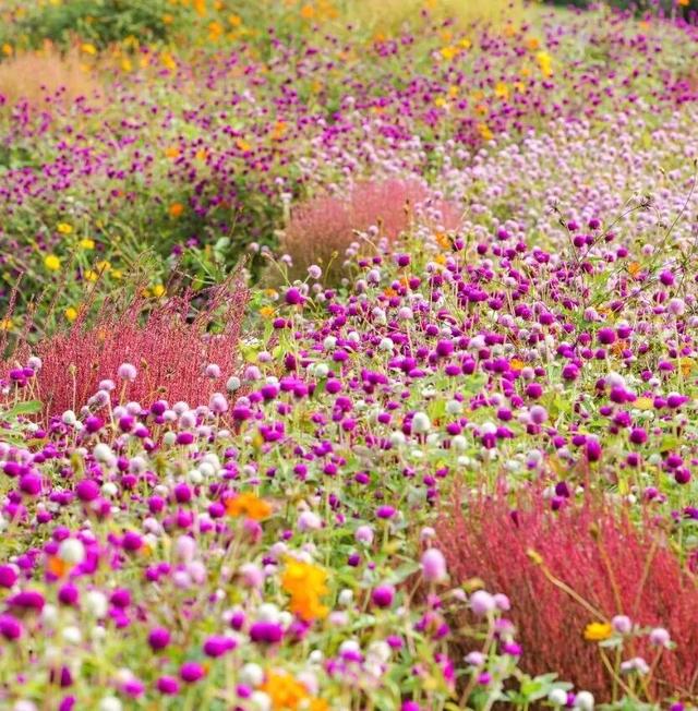 地肤、格桑花、向日葵…来金山这里赏花→