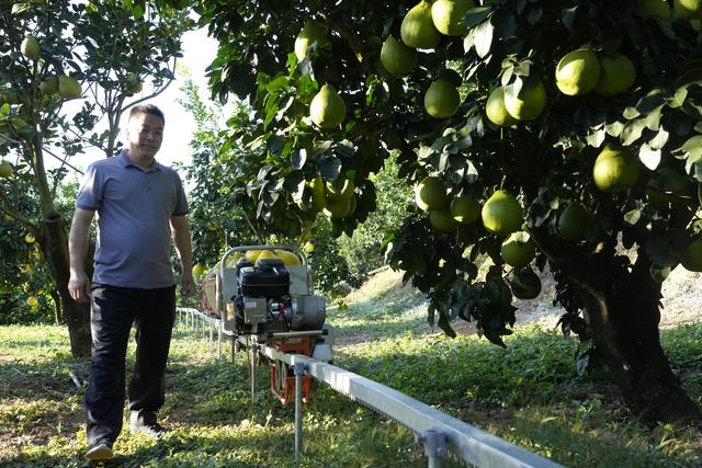 第1视点｜乡村振兴路 金柚正飘香