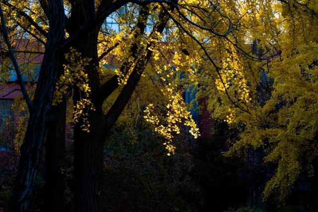 藏不住了！攒了整个秋天的北医美景，立冬前全部分享！