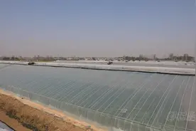 河南郸城：小产业撬动大发展图片