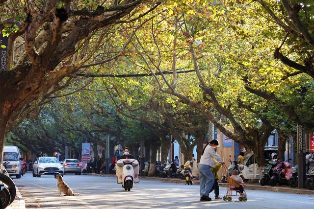繁花缀巷，彩叶暖冬！沾益的冬日藏着云南生活的浪漫