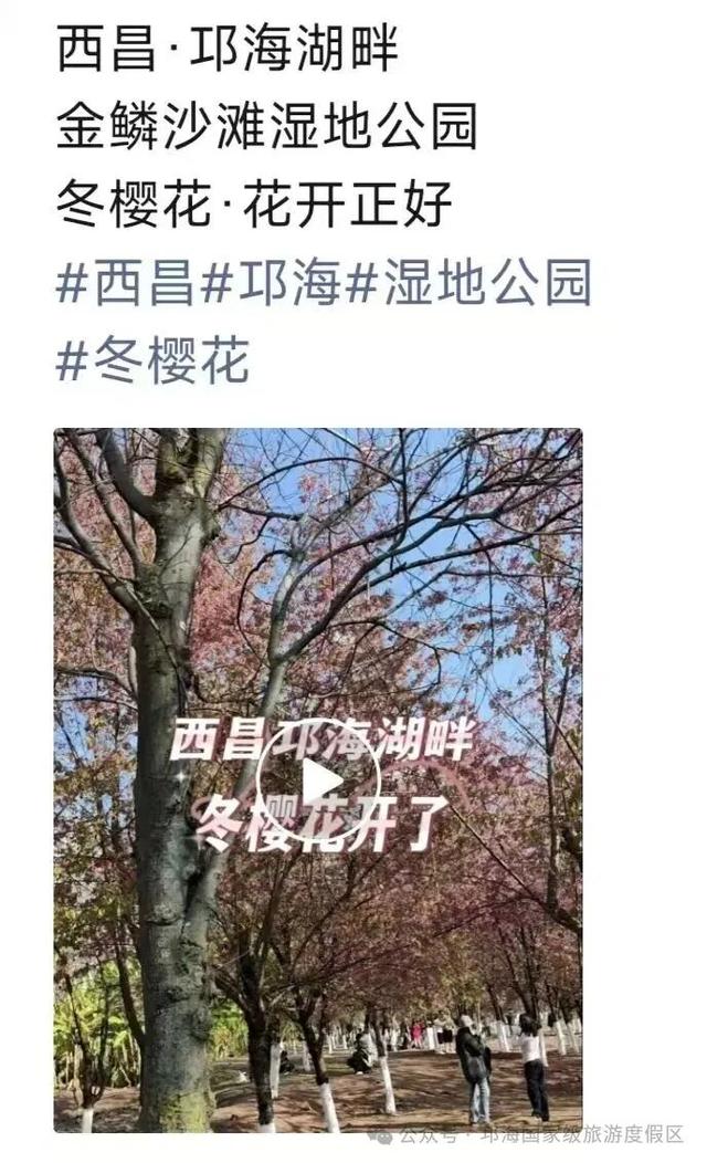 【冬季暖阳 凉山不凉】比春天先来的浪漫，是西昌的冬樱花