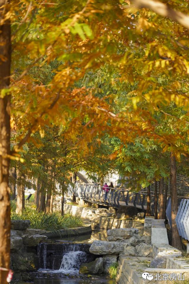 顶级秋色，房山水杉林已上线！