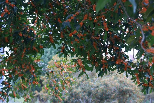 点 击 ↑ 看莲都的秋天