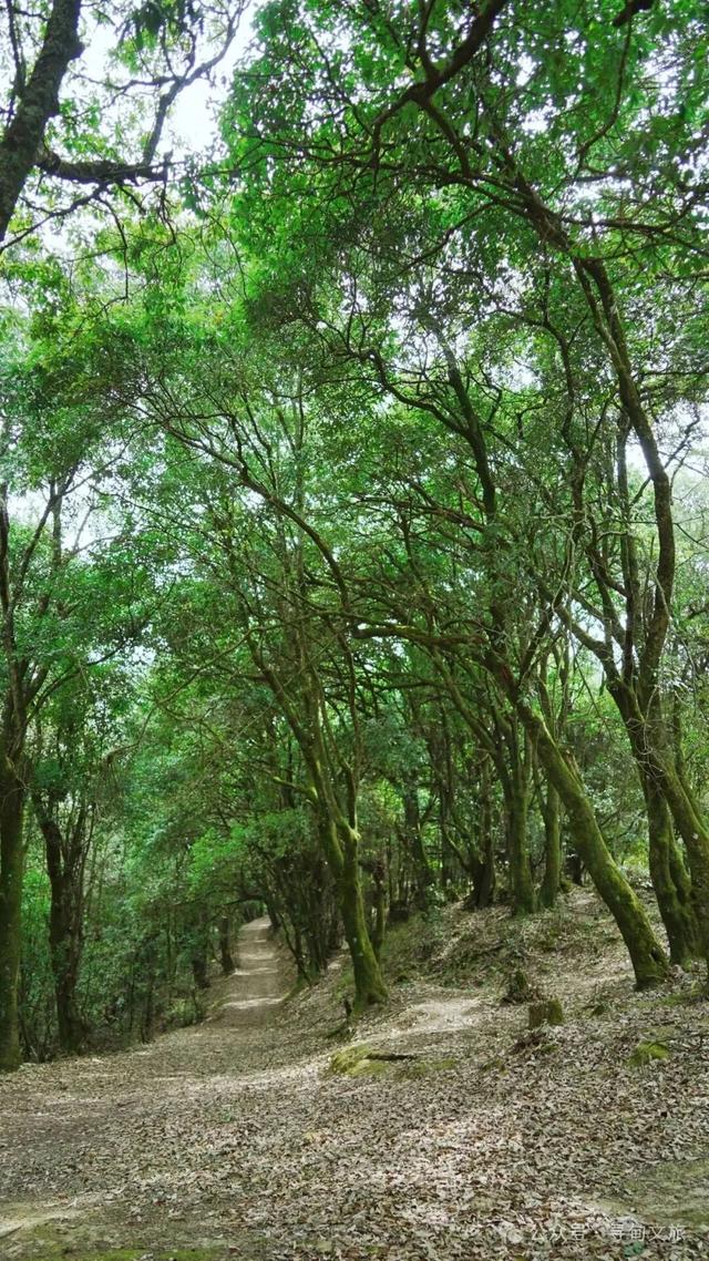 本地人力荐的半日宝藏打卡地！来寻甸自由“森”呼吸~