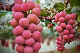 美好生活在云南｜葡萄界“爱马仕”！玉溪通海“妮娜皇后”新鲜上市图片