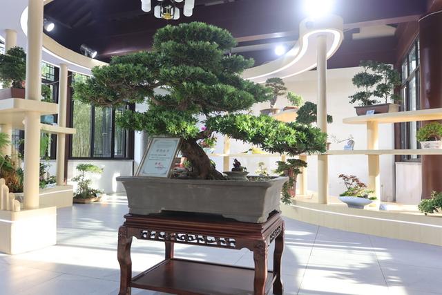 5大展区亮点纷呈！济南起步区鹊山生态文化区藏着“齐鲁园林盛宴”