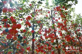 延安洛川：小小红苹果成为致富“金苹果”图片