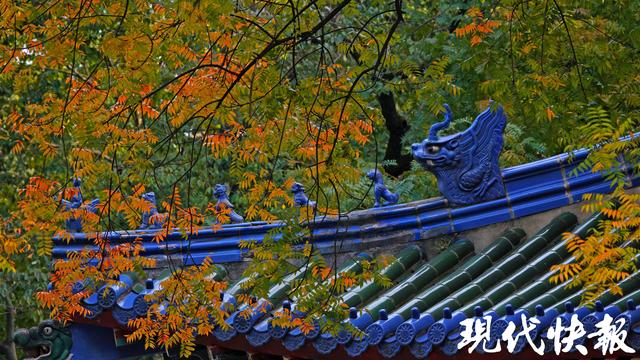 立冬遇秋浓，Citywalk解锁南京斑斓色