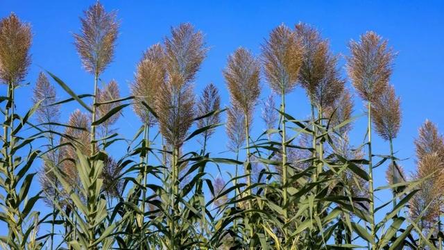 重返20°C+，洛阳极品好天气！速速出门！