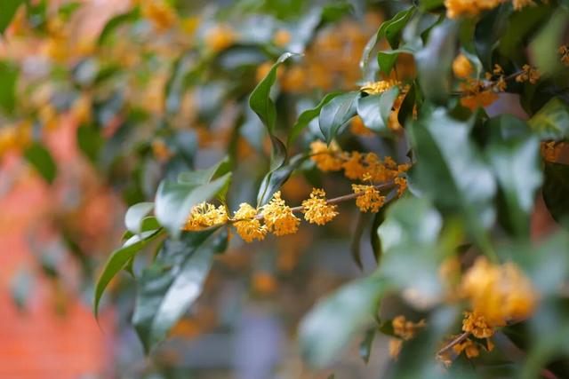 点 击 ↑ 看莲都的秋天