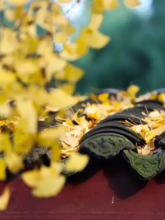 金灿灿！成都人的“顶流”上线，错过等一年！