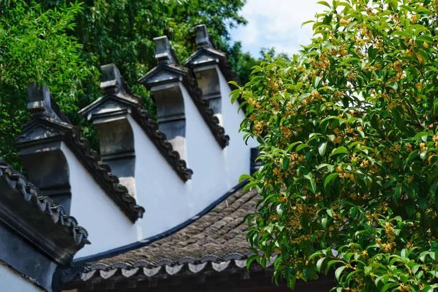 上海这个公园的桂花终于开了！还有10000+彩菊飘香→