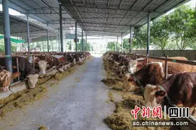泸州古蔺：在希望的田野上 种好“牧草”撬动“牛”产业图片