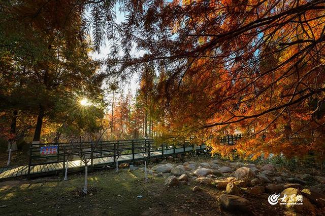 四季予你丨流动的油画！鱼鸟河水杉林上演“渐变魔法”