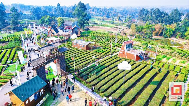 春天就要上茶山！来荣县，饮一口最早的春日鲜醇