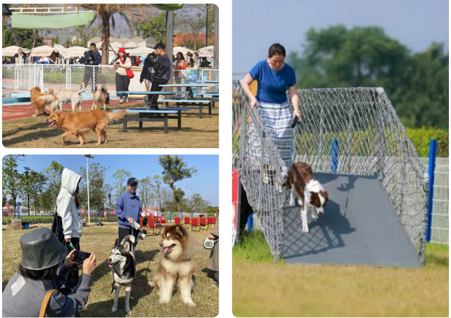 来三水见明星、听音乐会、看烟花汇演！2026年元旦活动准备好了！