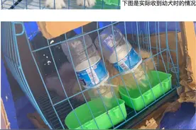 女子网购宠物遇陷阱！到货的“萌宠”是病狗，且另买狗粮才“包活”丨追踪到底图片