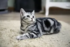 猫落地那么平稳潇洒，竟然可以用这个物理定律来解释！图片