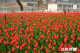 组图︱繁花初绽 株洲市各公园内春意浓图片