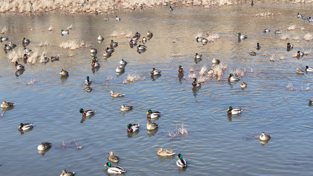 看候鸟北归，打开内蒙古的春天