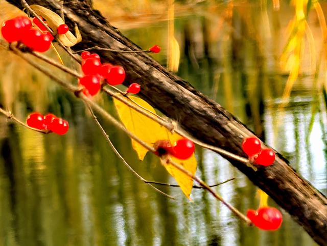 芦苇黄，河水碧，邂逅北京南长河畔的初冬