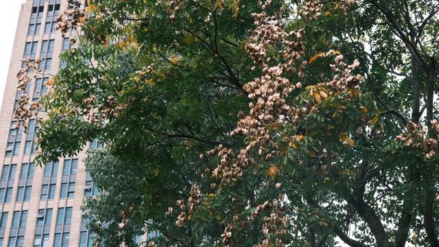 域见上海·域见奉贤｜奉浦秋日限定！这三条宝藏路线，承包所有秋日浪漫，刷爆朋友圈就靠它