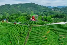 太湖：做精做优“三茶统筹”大文章图片