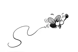 苍蝇没头也能飞吗？图片