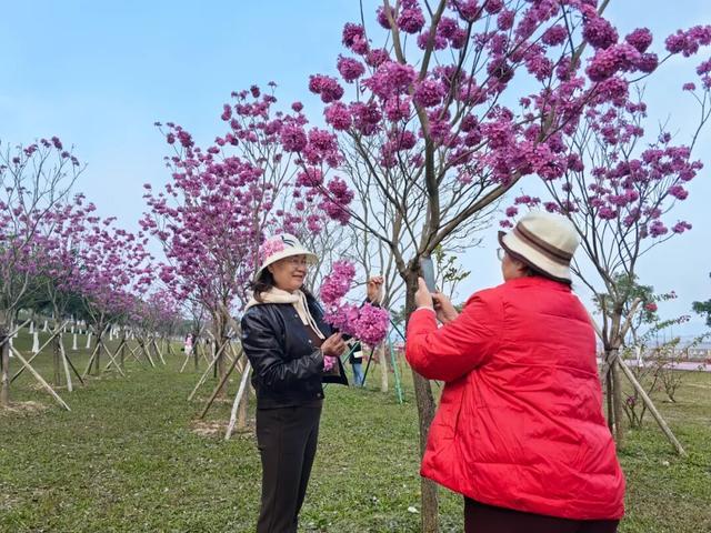 在防城港，冬日也能赏花！“绝绝紫”出片率100%！