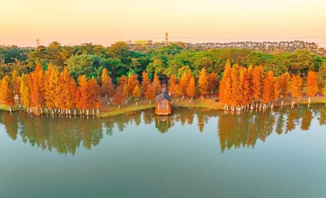 把冬天调成暖色系！松山湖落羽杉红了，温泉冒泡了，火锅沸腾了～