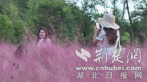 郧西县“粉黛”盛放引客来